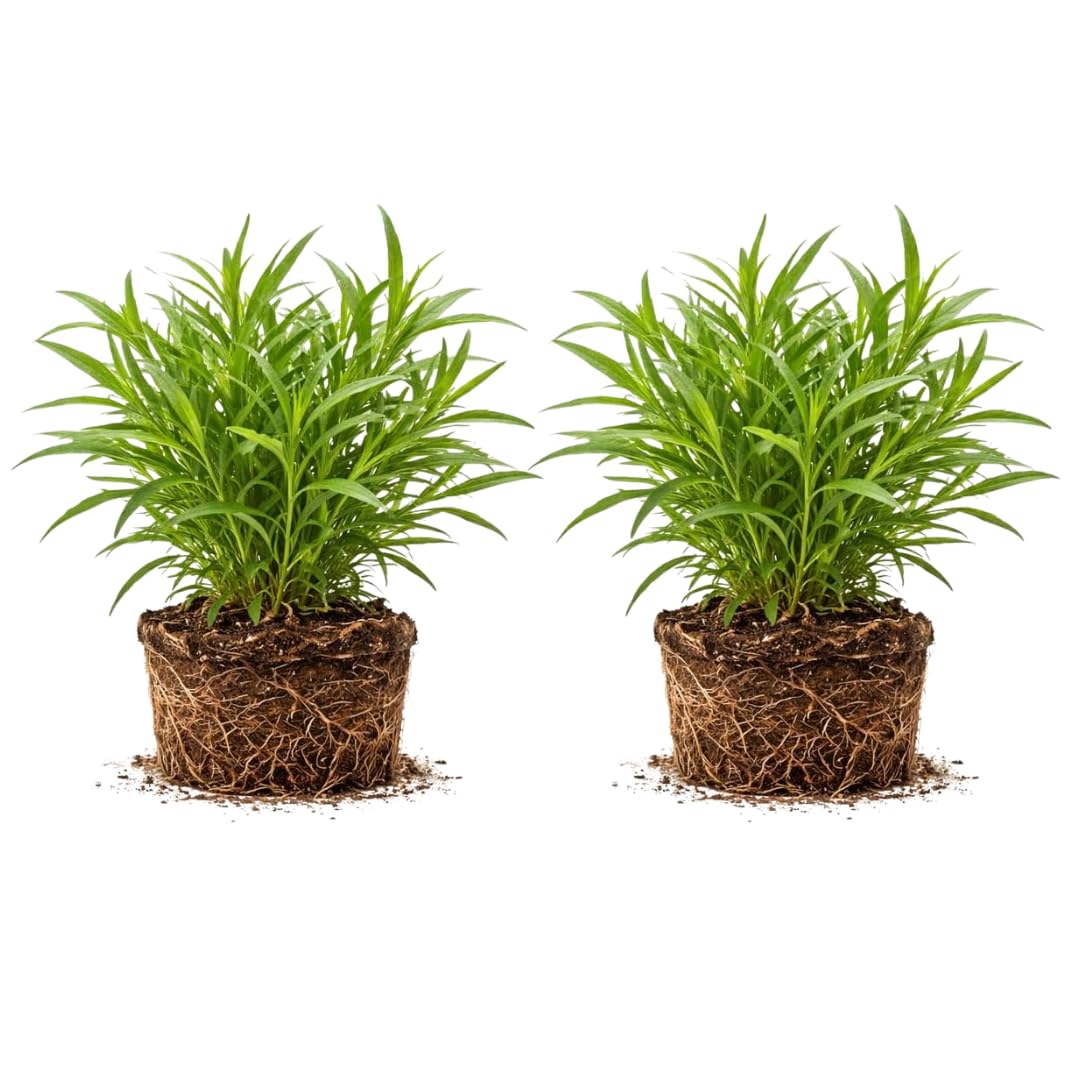 2 French Tarragon Plant Live, 4-Inch Tall Tarragon Plant, Non-GMO, Fast Growing Herb Plants for Garden Beds, Not Seeds
