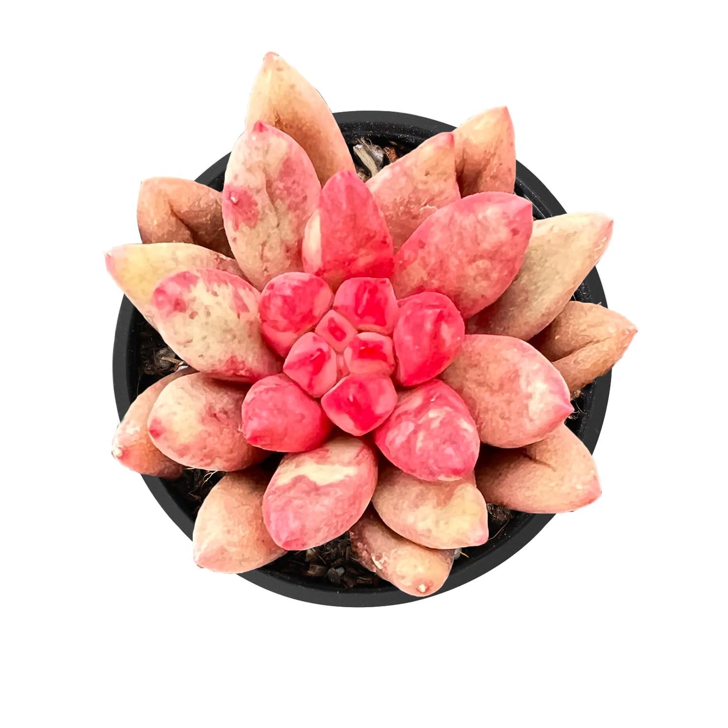 2" Live Succulent Plants Echeveria 'Goldfish', Mini Potted Succulents, Easy Care Indoor Houseplant, Unique Gifts, Home Office Décor