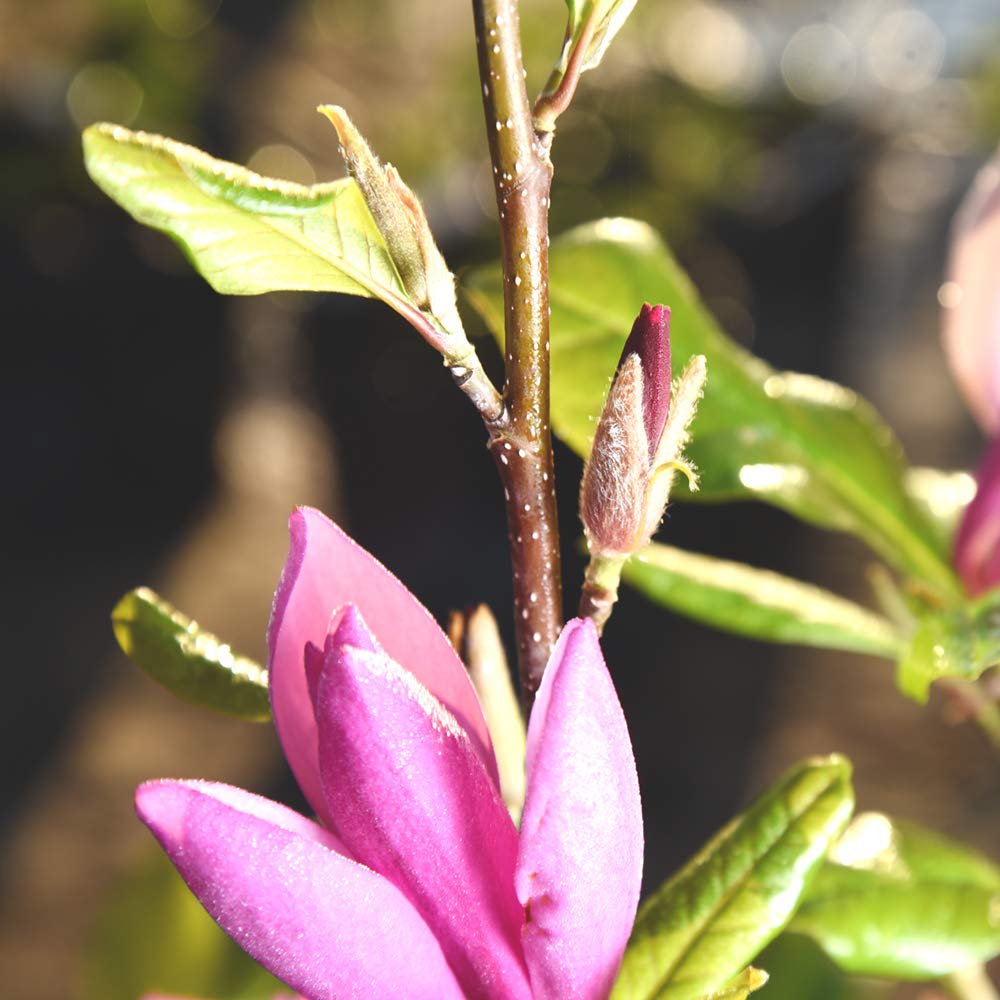 Perfect Plants Jane Magnolia Live Plant, 5 Gallon, Includes Care Guide