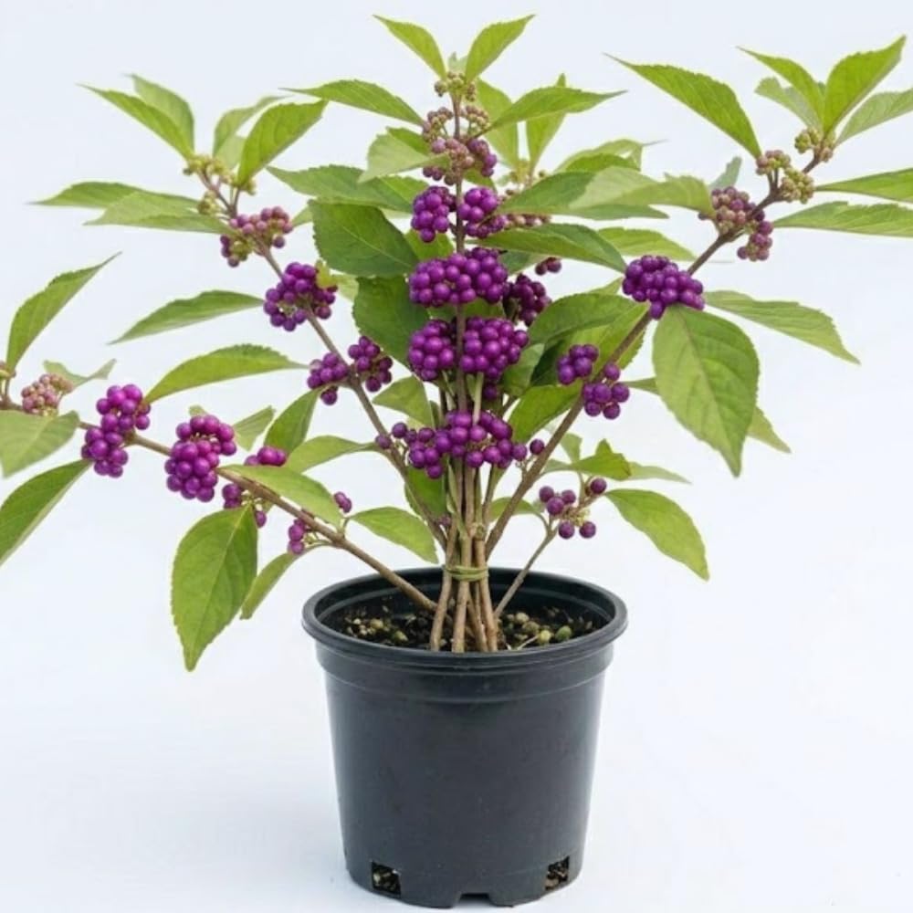 American Beautyberry Plant Live, Hardy Purple Beautyberry Live Plant, Flower Bush Shrub Berry Plants, 4 Inc Pot, Home Gardening