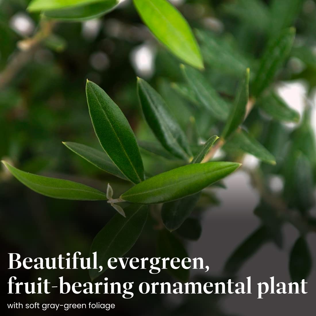 American Plant Exchange Live Olive Tree, Arbequina – Real Fruiting, Edible Indoor/Outdoor Houseplant – Large 10-Inch Pot, Perfect for Home, Office, Patio & Garden Décor