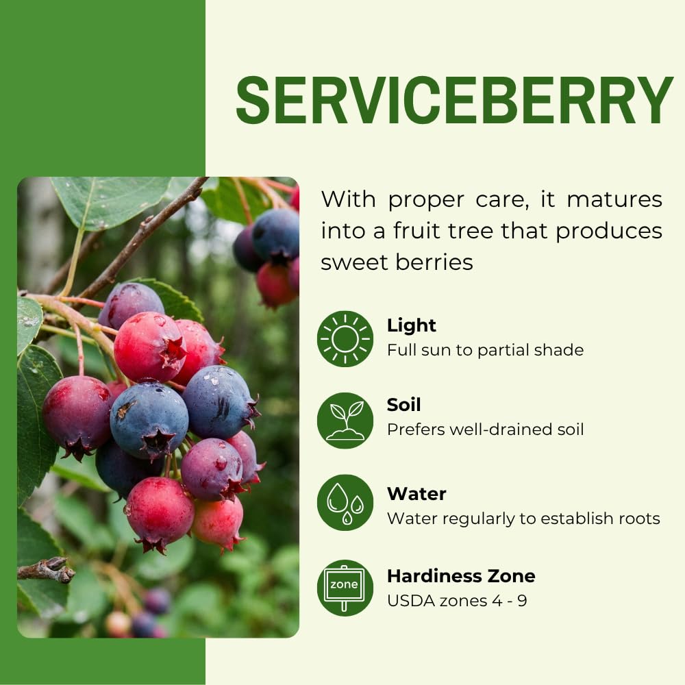 Serviceberry Tree Live Plant, Serviceberry Plant, 4-8 Inc Tall, Edible Juneberry Plants for Indoor Outdoor Growing