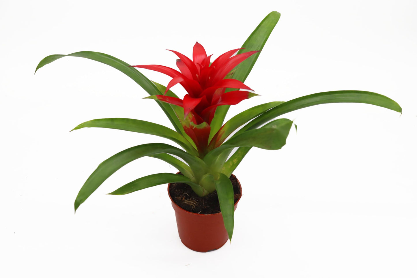 Bromeliad Red or Orange -4'' from California Tropicals