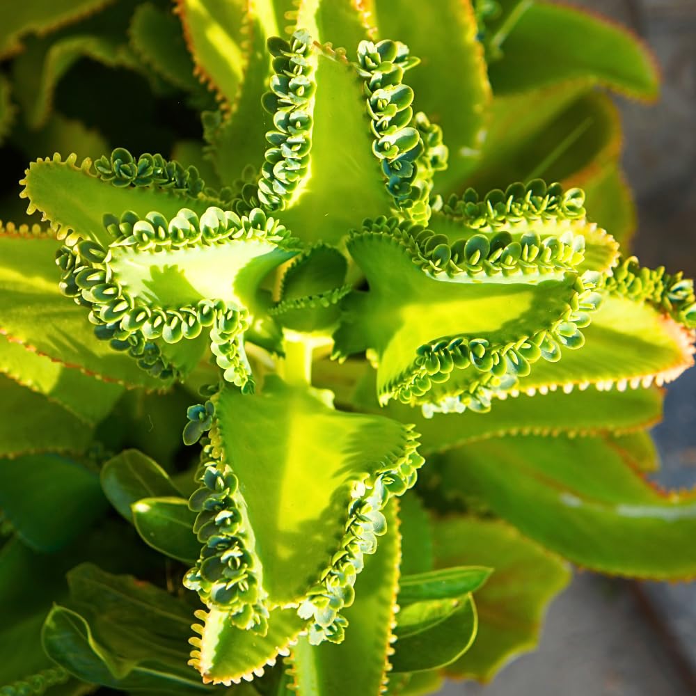 Mother of Thousands Kalanchoe Plant Live 4'' Pot, Hardy Succulent Indoor Houseplant for Growing
