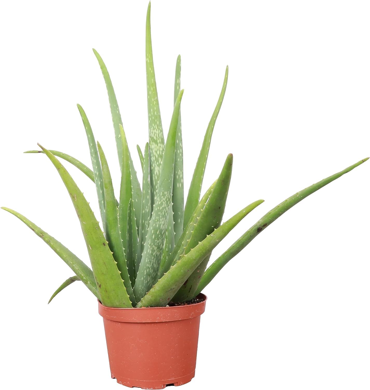 Aloe Vera | Live Plant for Indoor & Outdoor | for Living Room, Office, Bathroom | (6" Pot)