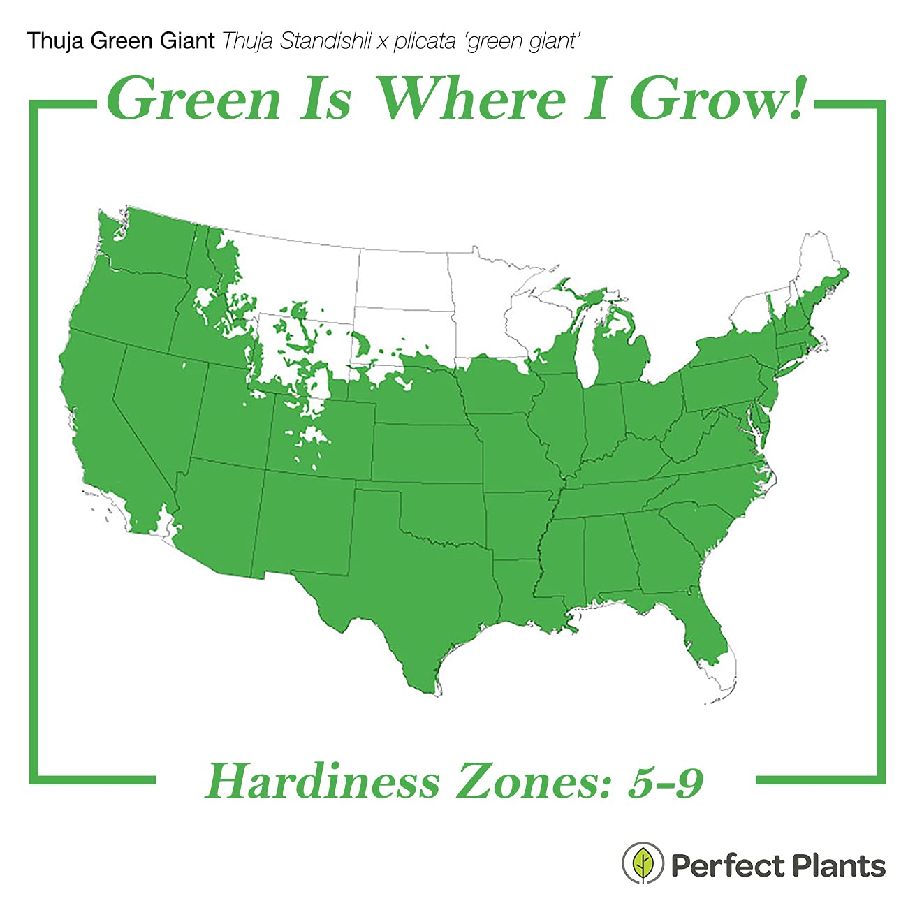 Perfect Plants Thuja Green Giant 1 Gallon 5-Pack | Privacy Evergreen Arborvitae | Adaptable Lush Green Foliage