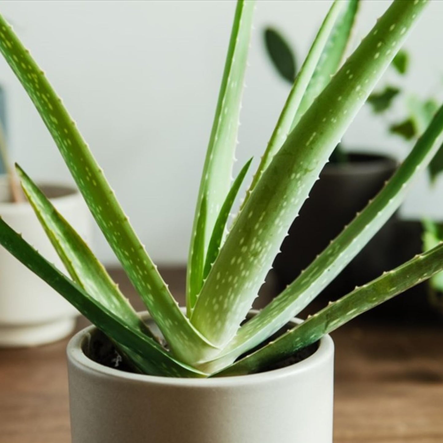 Aloe Vera Aloe Vera Plant for Garden in Size 4 Inch Pot | Vibrant, Low-Maintenance Aleo Plant for Patio, Balcony & Indoor Spaces | Perfect for Beginners & Green Home Styling