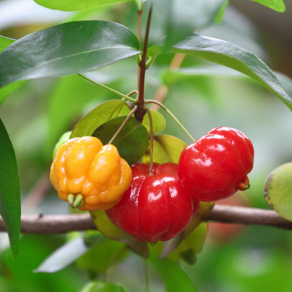 Surinam Cherry Tree Live Plant, 4-7" in Tall, Edible, Sweet, High Yielding Cherry Fruit Tree Fast-Growing for Outdoor Spring Planting
