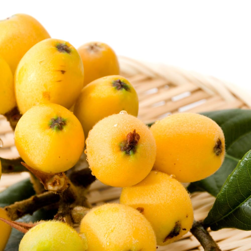 Loquat Tree in 3 Gallon Pot, Sweet Yellow Loquat Fruit Plant, Well Rooted Tree for Outdoor Planting, No Ship to CA