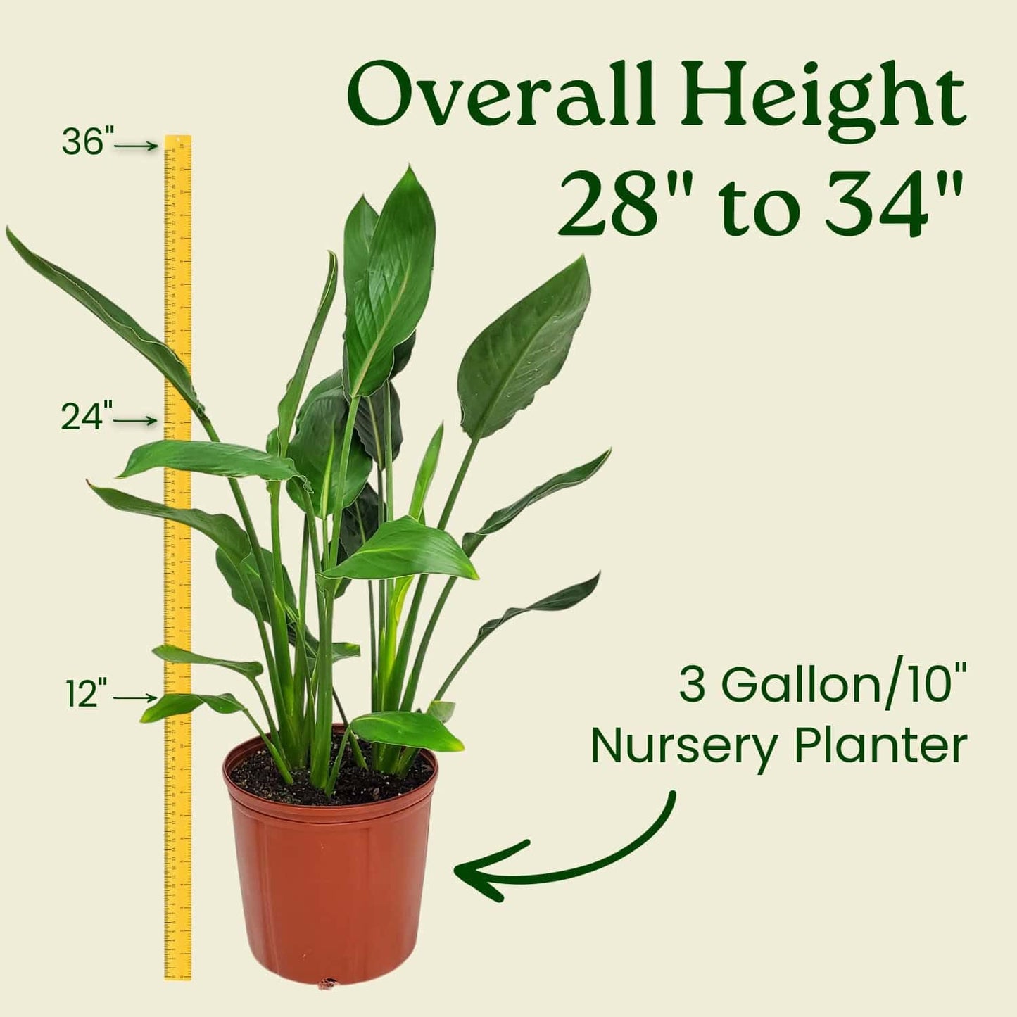 Tropical Plants of Florida Bird of Paradise Live Plant Orange Flower - 3 Gallon 30 to 36 Inch Tall Indoor Outdoor Tropical Foliage Plant