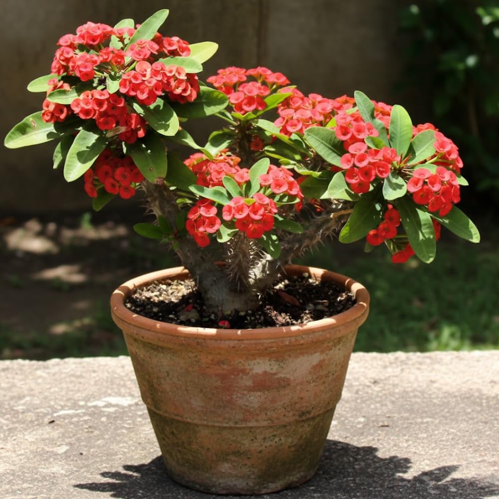 Red Crown of Thorns Live Plant in 4 Inch Pot, Euphorbia Milii Live Plants, Red Flower, 4-7 Inches Tall for Indoor Outdoor Planting