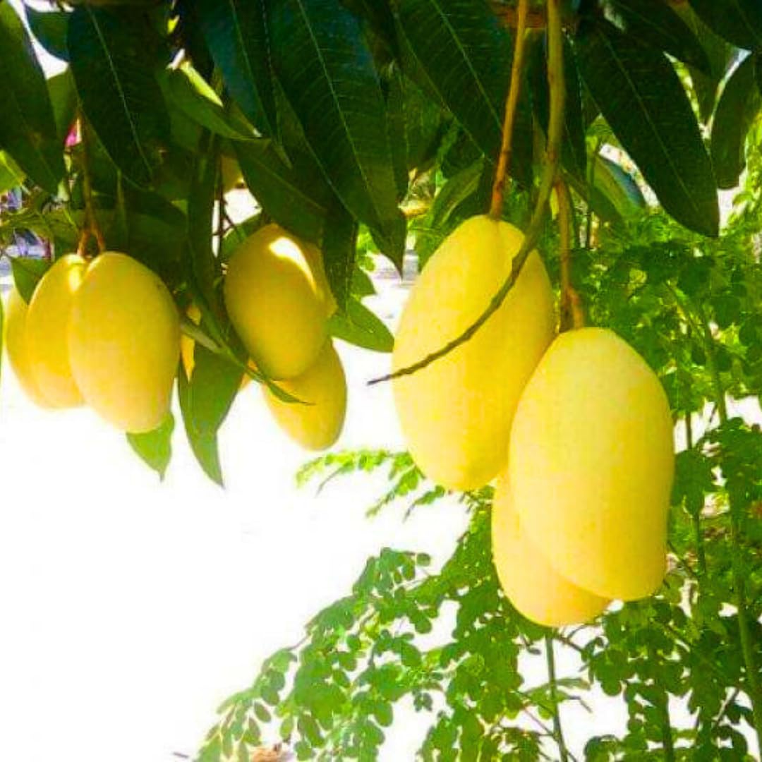 Iwin Dwarf Mango Tree Live Plant Seedling, 10 to 14 Inc Tall in Pot, Large Sweet Mango Tree Seedling for Planting