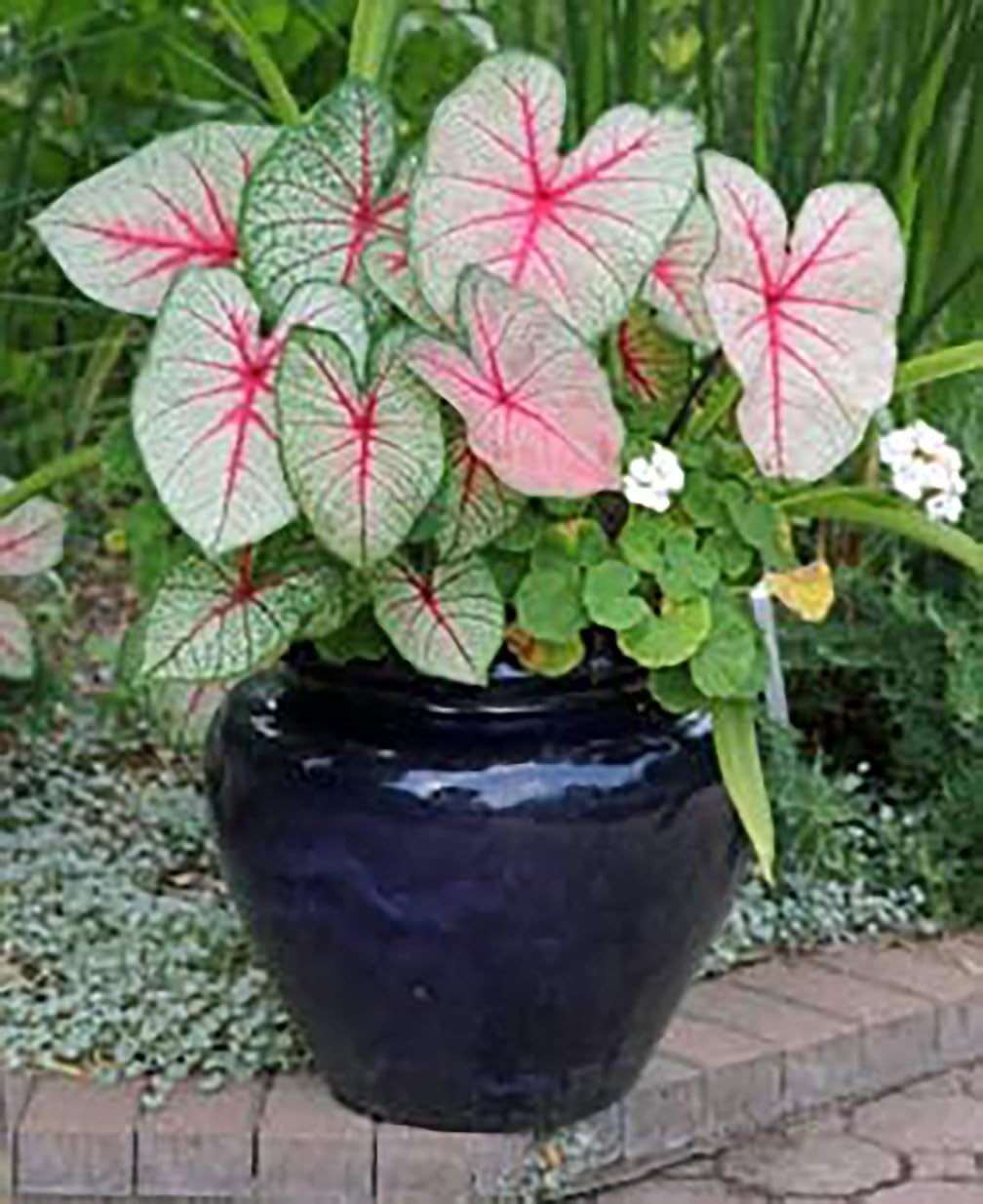 Fire Chief Caladium Bulbs - Large Size Root - Vibrant Red Foliage - Hardy in Zones 9-11 - Perfect for Shade Gardens and Containers