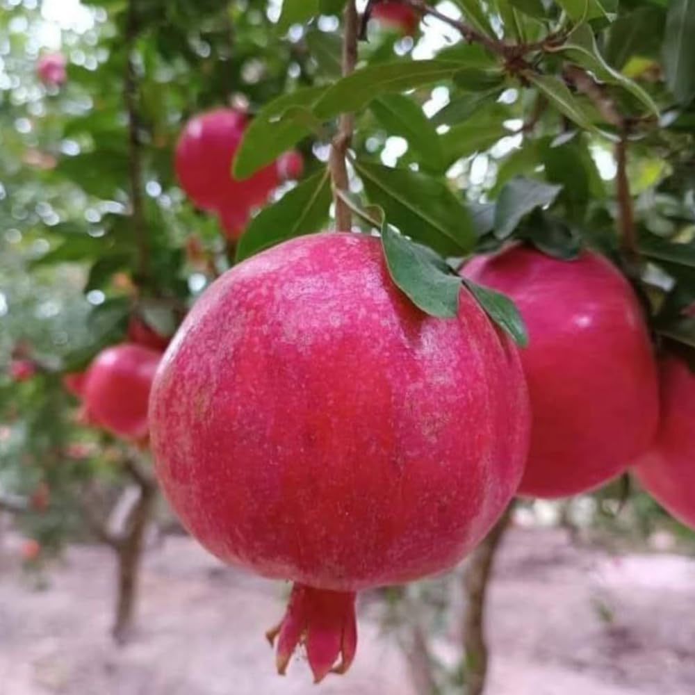Pomegranate Tree Live Plant, Wonderful Pomegranate Plant Live, 4 to 7 Inc, Sweet Fruit Tropical Plant