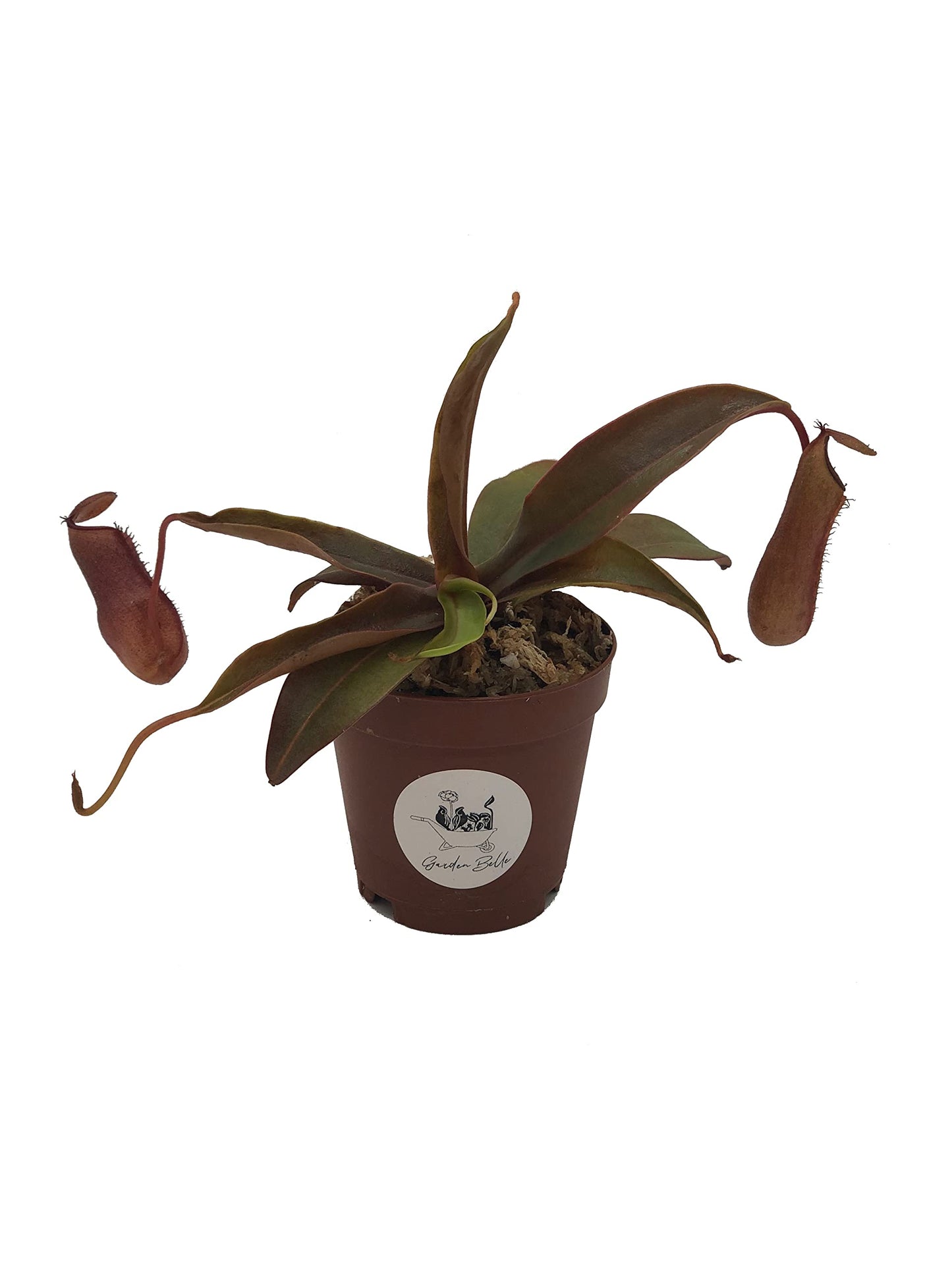 Nepenthes 'Rebecca Soper' Tropical Carnivorous Pitcher Plant