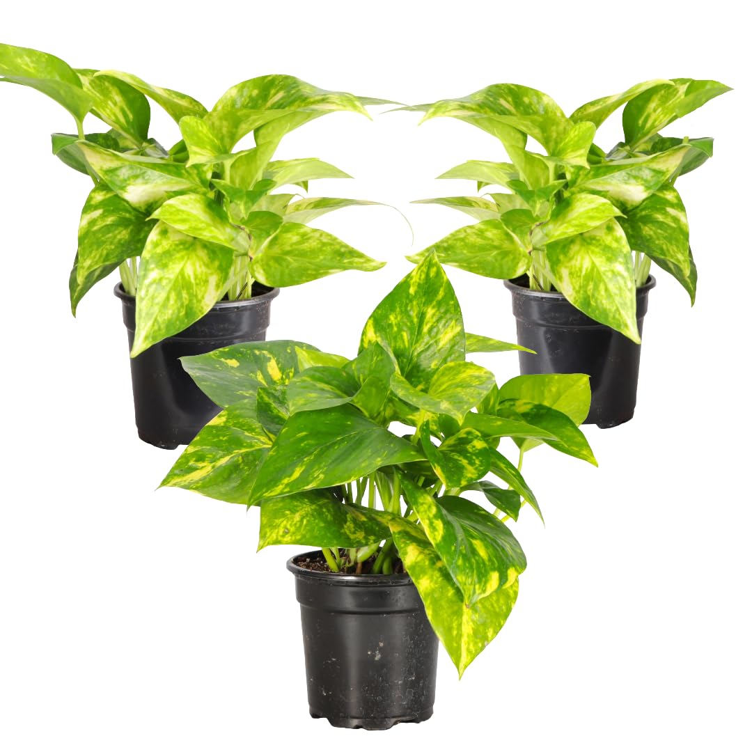 Thorsen's Greenhouse Golden Pothos, Live Indoor Vining Plant, Easy to Grow, Variegated Houseplant, Natural Air Purifier (3 Pack Nursery Pots, 4-inch Pot)