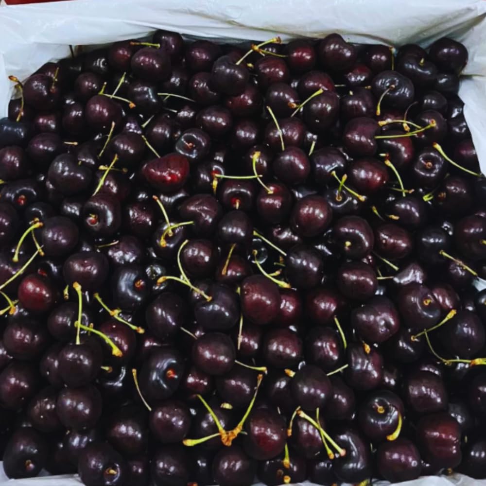 Pack 2 Black Cherry Trees Live Plants, Sweet Cherry Plant Live, Sweet Fruit Tree Plants, Wild Black Cherry Tree from 1 Feet Tall, Easy to Plant