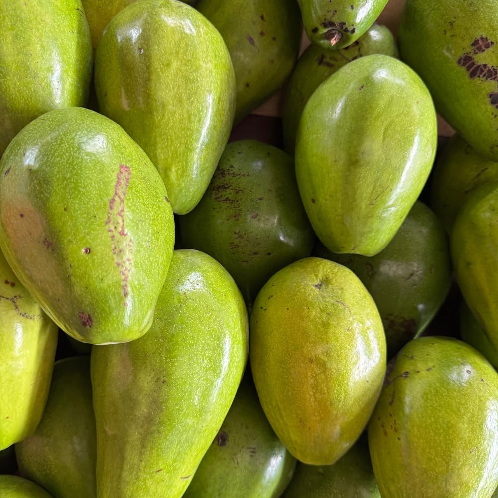 Green Avocado Tree, Avocado Trees Live Plants in 3 Gallon Pot, Fruit Bearing Plant for Outdoor Garden, 1-2 Feet Tall, No CA