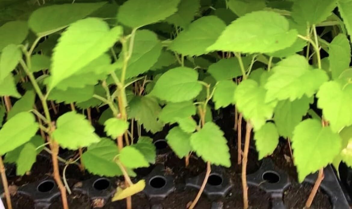 Live Plant - Mulberry Tree - 'Dwarf Everbearing' - Morus nigra 10 Live Plants Edible Fruit