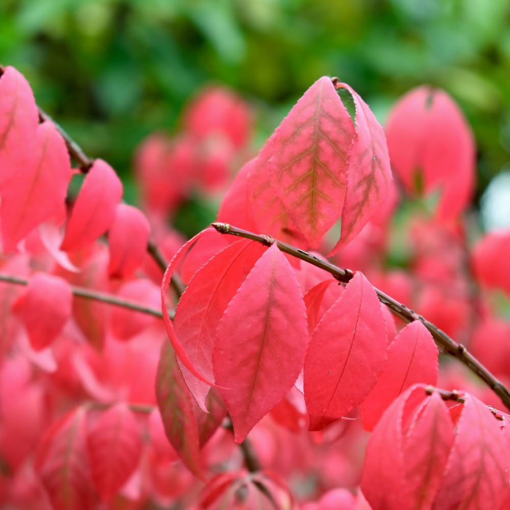 Red Burning Bush Shrub Live Plant, Dwarf Burning Bush Plant in Quart Pot, 6 to 10 Inches Height, Hardy Ornamental Shrubs for Outdoor Planting