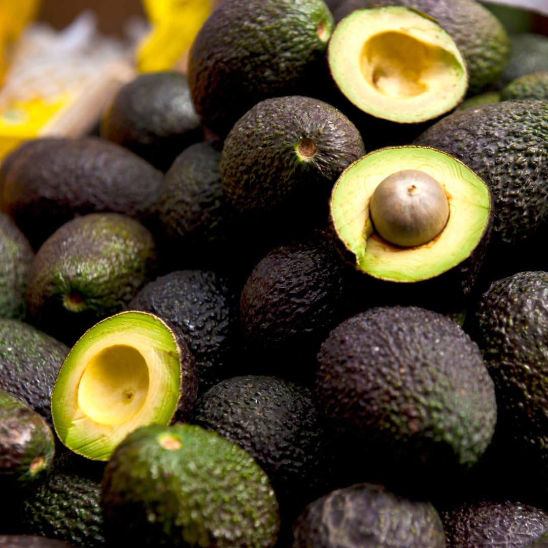 Live HASS Avocado Tree, Grafted Fruit Tree, 1-2 Feet Tall, Hardy Avocado Variety, Ready for Planting, No Ship to CA