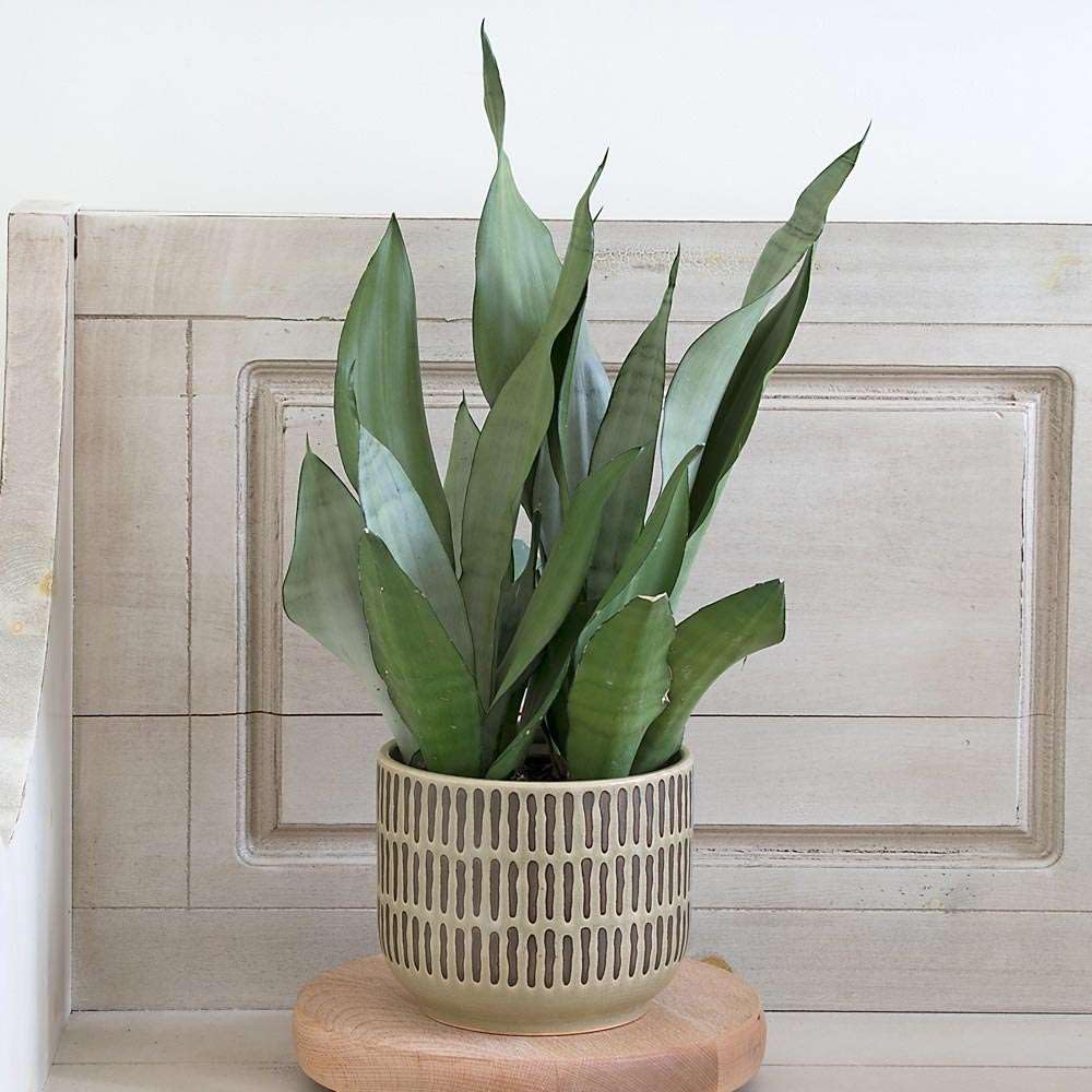 Snake Plant Moonshine Live Plant for Indoor | Different Houseplants in 4'' & 6'' Pot | Real House Plant for Living Room, Office & Bathroom | Laurentii