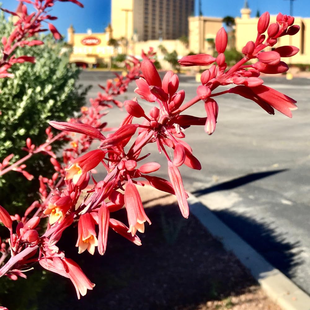 Red Yucca Live Plant, Yucca Succulent Plant Potted 4 to 8 Inch Tall, Live Outdoor Garden Plants in 4" Pot