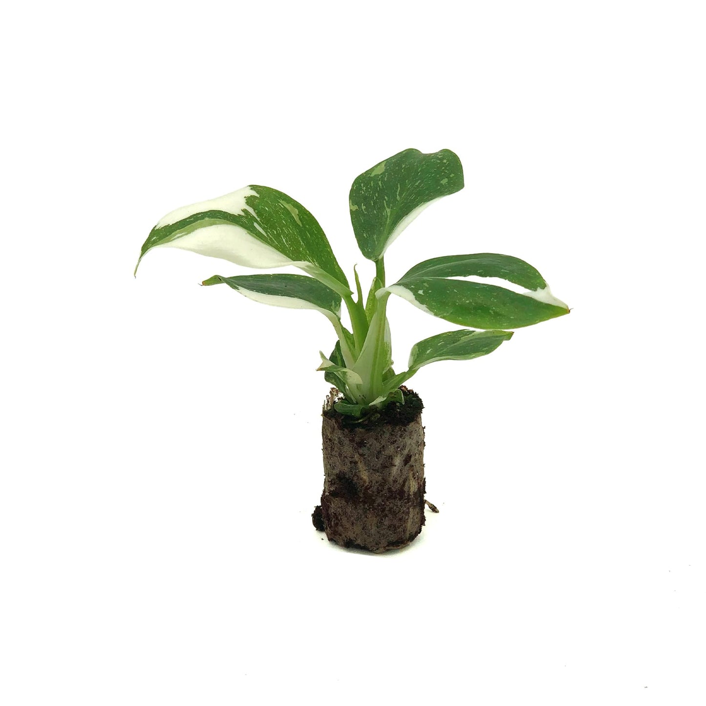 Live Plant - Philodendron White Wizard, 4-6” Tall 2” Plug - 1ct - Live Arrival Guaranteed - House Plants for Home Decor & Gift