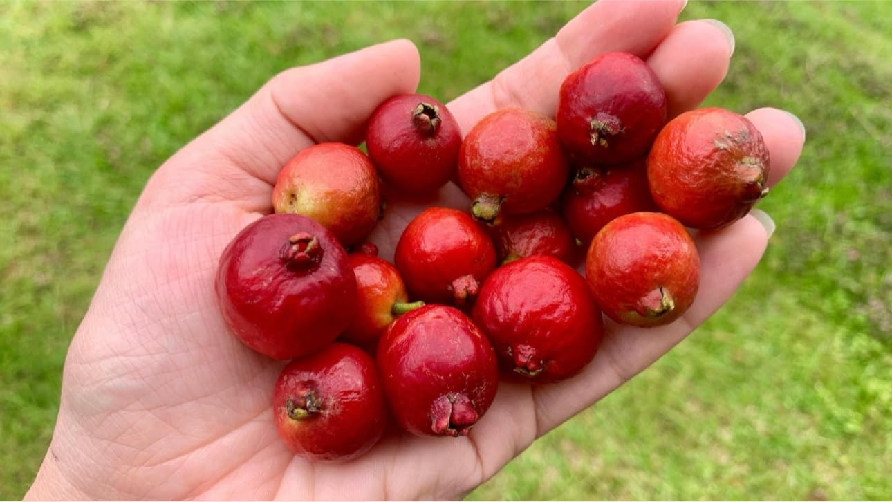 Guava Red Strawberry Live Plant/Tree Tropical 10inch-24inch