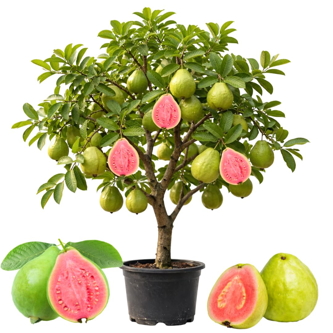 Pink Guava Plant Live, Sweet Tropical Guava Fruit Tree, 2–3 Ft Tall in 3 Gallon Pot, Ready to Grow, No Ship to CA