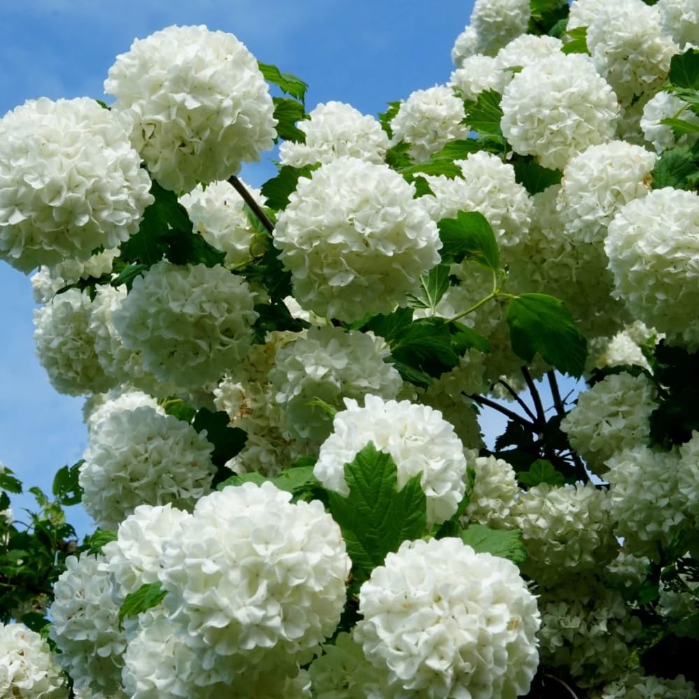 Dormant Old Fashion Snowball Viburnum Plant, White Hardy Viburnum Shrub for Gardens and Landscapes, Ready to Grow Bush 4'' Pot