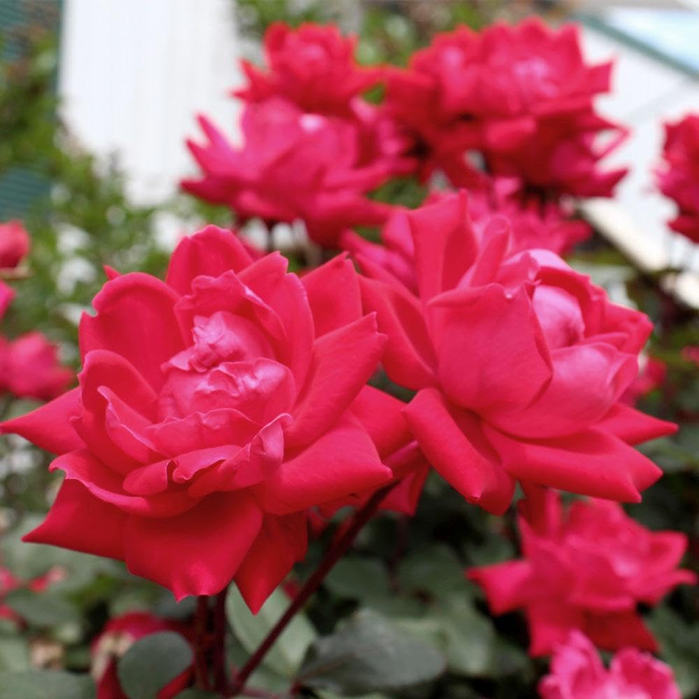 Brighter Blooms - Knock Out® Rose Tree, 3-4 ft. - No Shipping to AK, AZ, HI