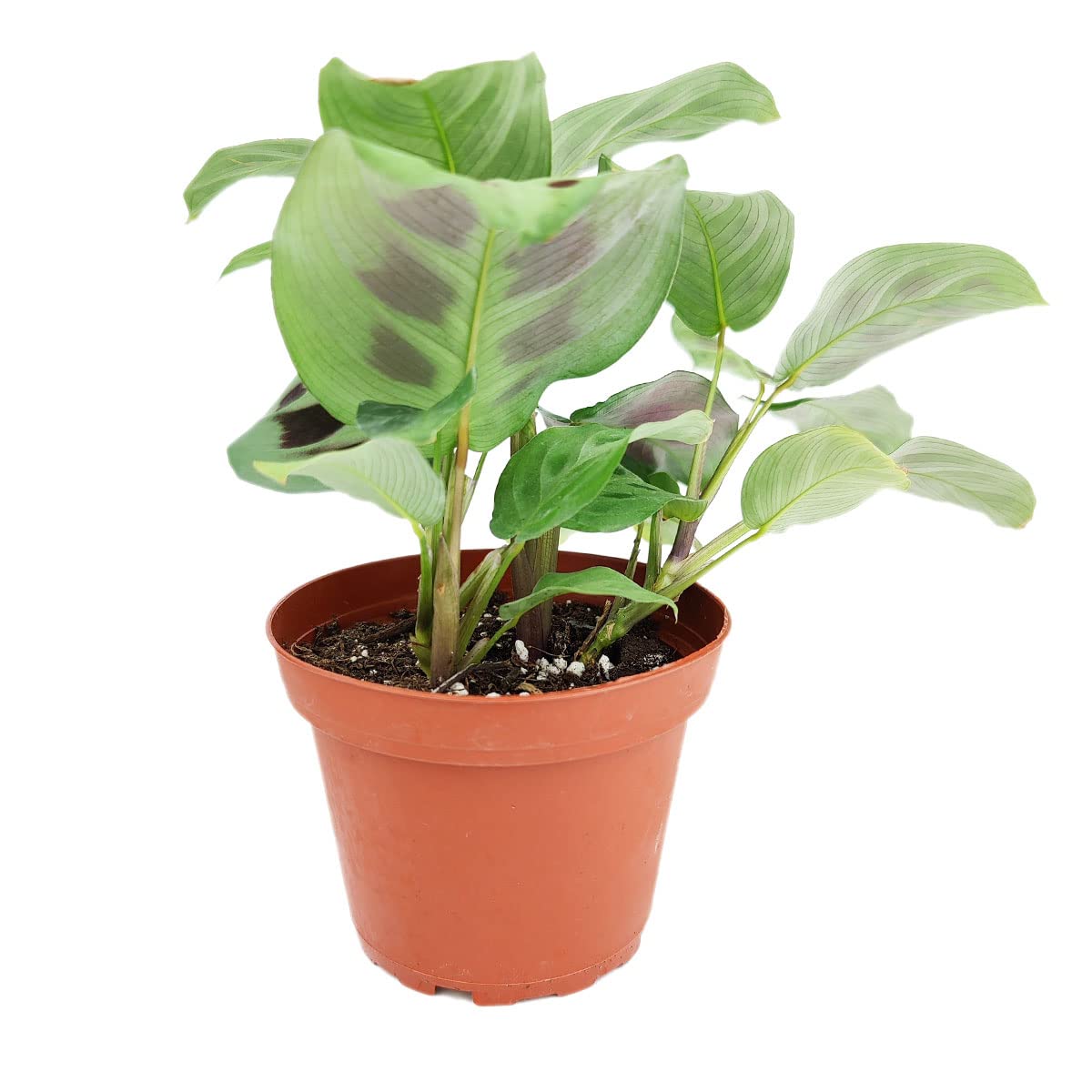 Maranta Green Prayer Plant - Maranta Leuconeura 4'' | Easy to Grow Houseplant | Live Healthy Houseplant for Home Office Decoration (4'' + Plastic Pot)