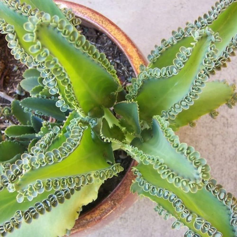 Live Kalanchoe Plant Starter, Mother of Thousands Plant Kalanchoe 4 Inch Pot, Indoor Houseplants