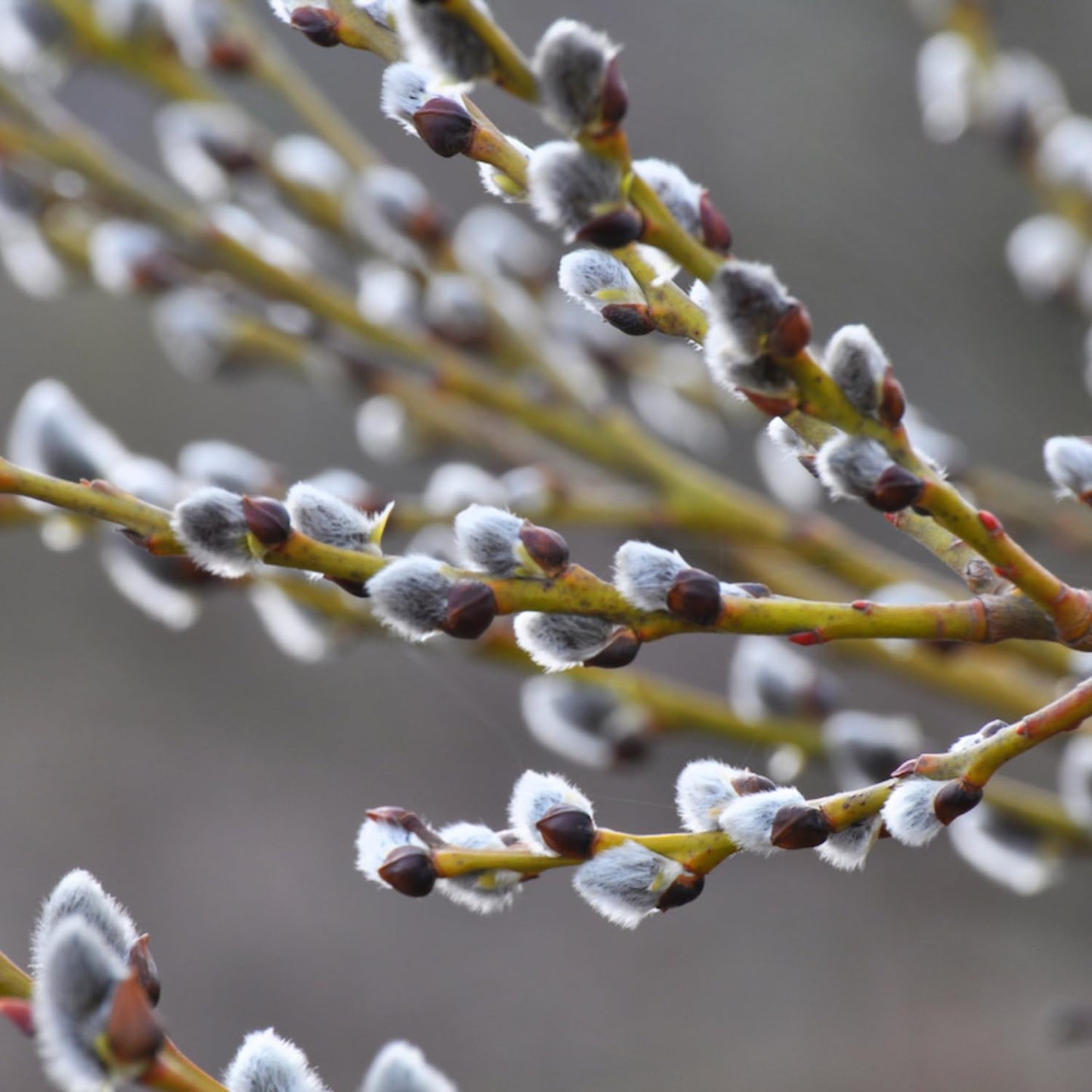 Pussy Willow Live Plant, 6-12 Inch Tall Shrub in 2.5 Inch Pot, Hardy Willow Tree for Spring Blooms and Garden Borders
