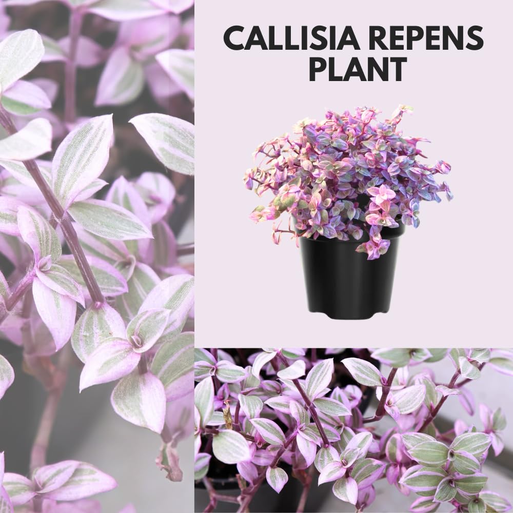 Pink Lady Callisia Repens Plant Live, Callisia Repens Succulent Plants, Pink Turtle Vine Indoor Houseplant, 4 Inch Pot