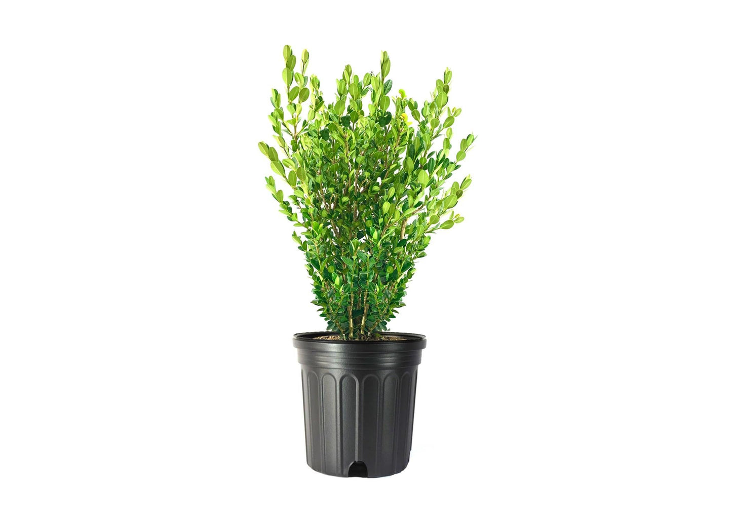 Wintergreen Boxwood | 2 Extra Large Trade 3 Gallon Plants | Dense, Evergreen Shrub, Ideal for Decorative Hedges, Topiary Art & Landscape Borders, Cold Hardy & Drought Tolerant