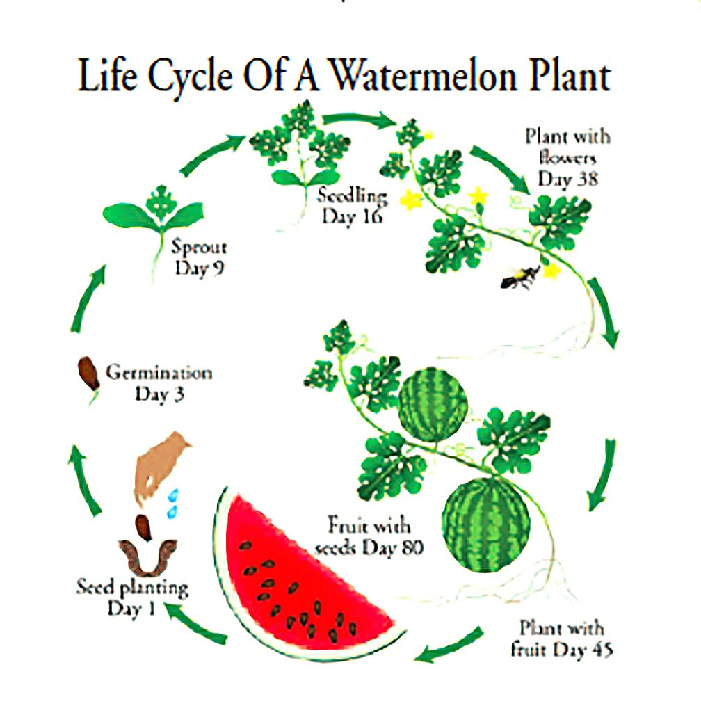 Congo Watermelon Seeds - Extra Sweet Heirloom Variety