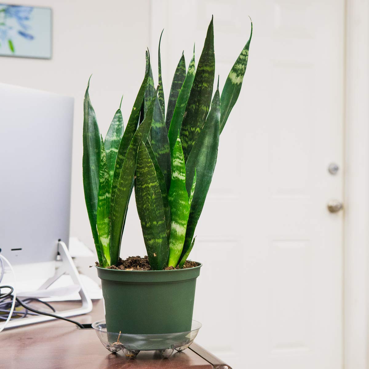 Perfect Plants Black Coral Snake Plant | Easy Care | Thrives in Low to Bright Light, Air Purifying 6in. Grower's Pot