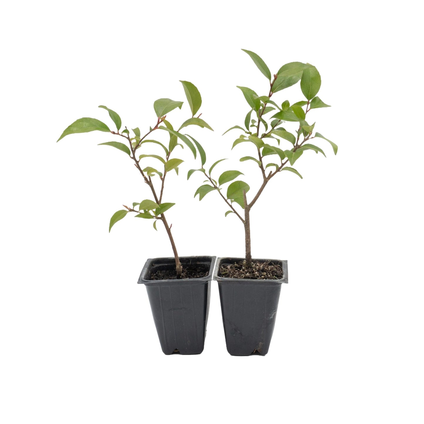 2 Xylosma Congestum, Live Plants – Shiny Xylosma in 2.5” Nursery Cubes – Fast-Growing, Low-Maintenance Evergreen Shrub for Hedges & Landscaping