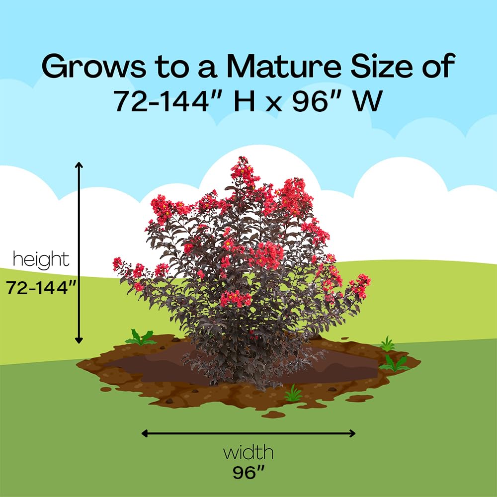 Proven Winners 2 Gal. Center Stage Red Crape Myrtle Shrub