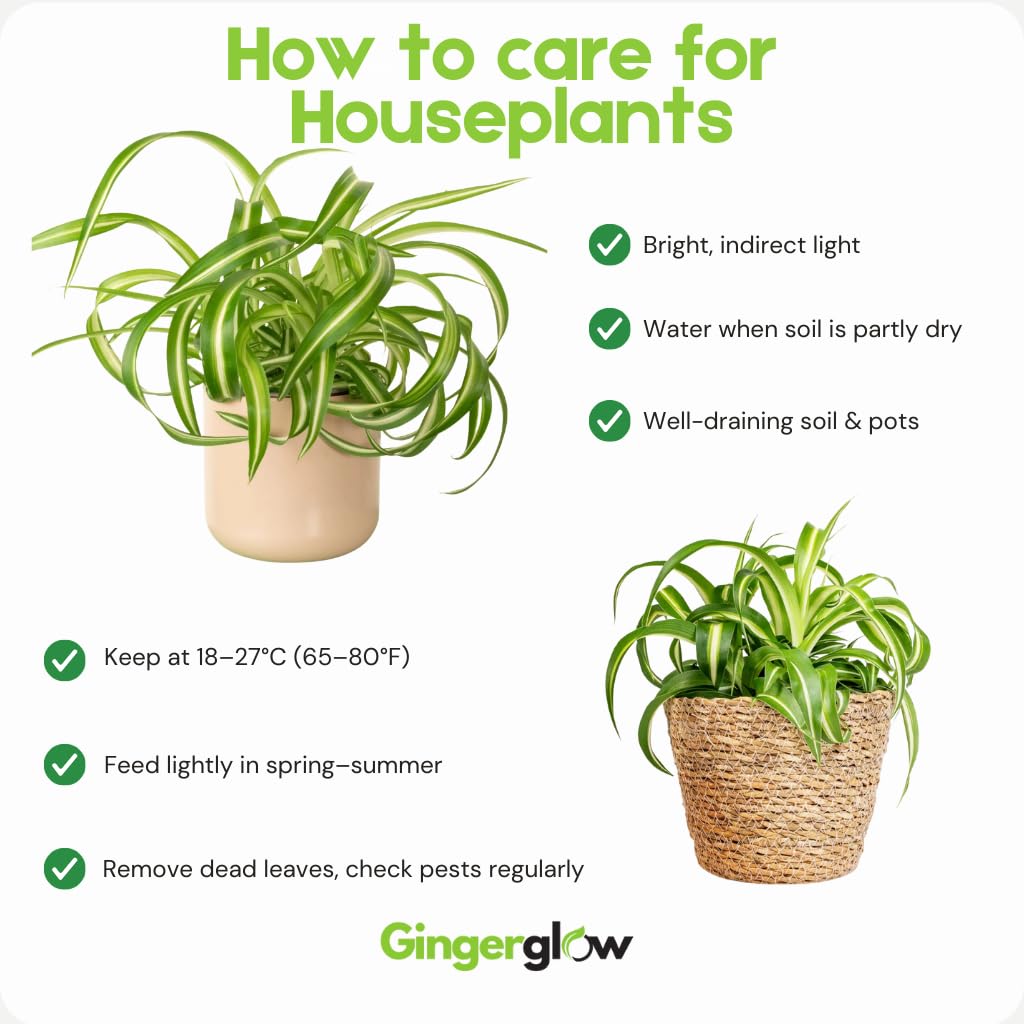 Curly Spider Plants Live House Plant | 4 Inch Pot Hanging Bonnie Spider Plant | Low Maintenance, Thrives in Home & Office, Perfect for Plant Enthusiasts