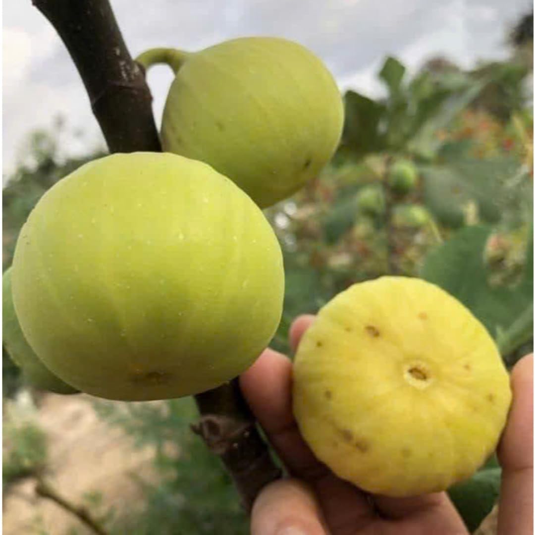 Fig Tree Live Plant, 1 Gallon Pot, Sweet Edible Fruit, Ready to Grow, Suitable for Gardens and Outdoor Planting, No Ship to CA (Yellow)