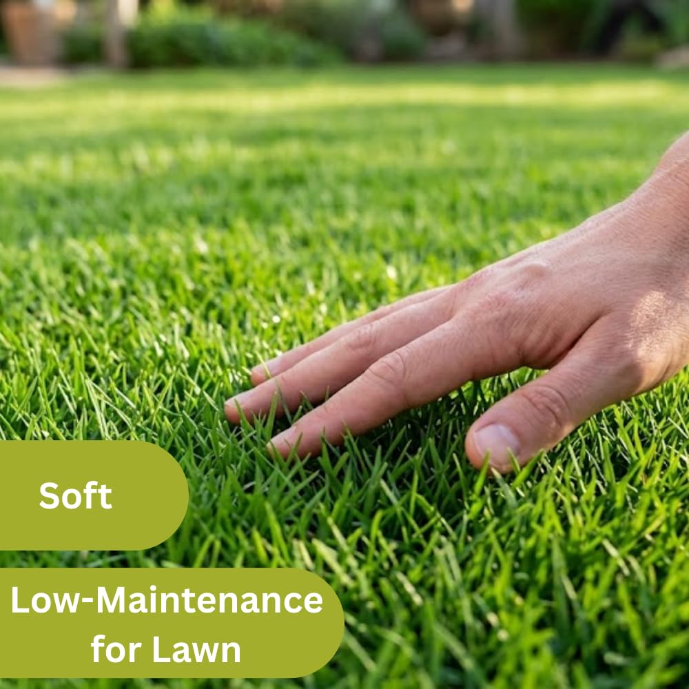 20000 Emerald Zoysia Grass Seed, Zoysia Grass Seeds Lawngrass for Outdoor Planting, Shade and Drought Tolerant Seeds
