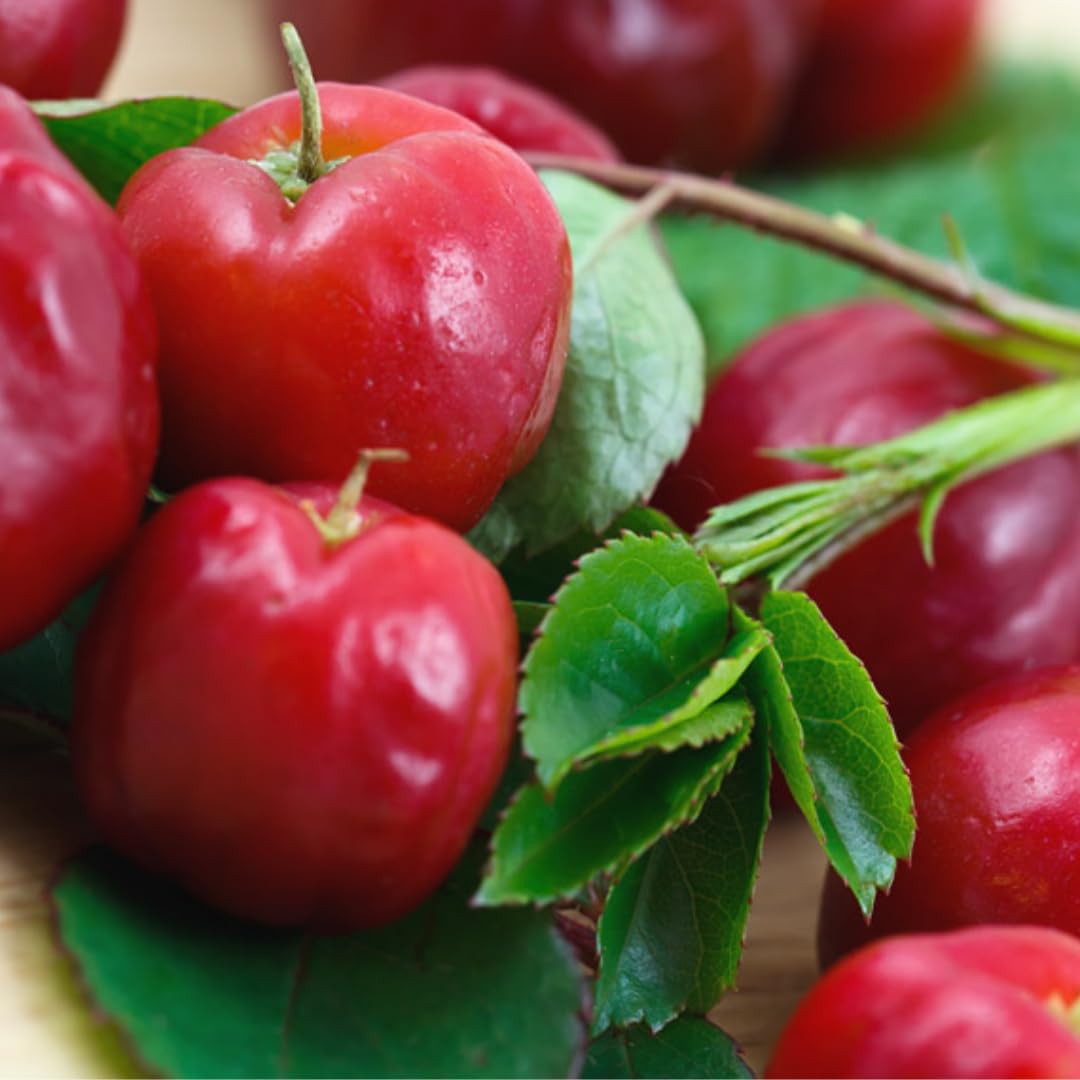 Barbados Cherry Trees Live Plant, 5-7" in Tall, Sweet Cherry Fruit Tree, Cherry Bush Live Plants, Bareroots, Cold Hardy