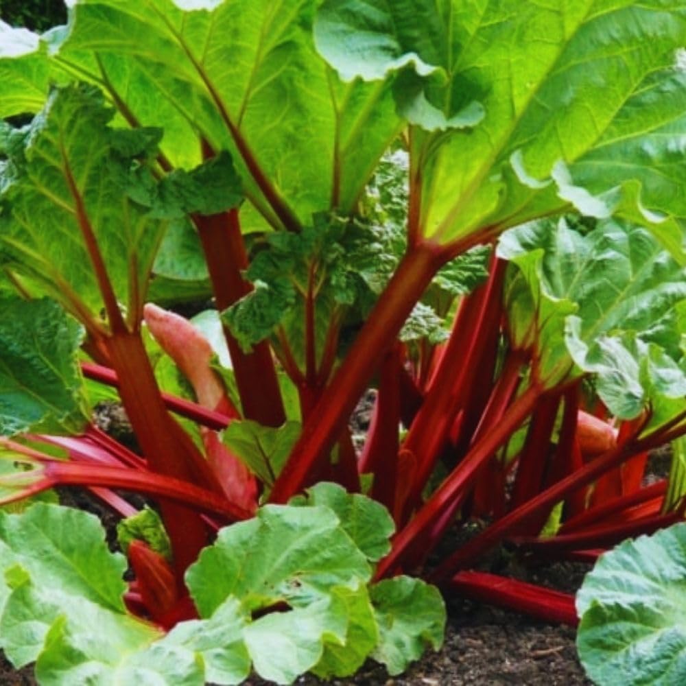 5 Large Rhubarb Plants Roots for Planting, Rhubarb Plants Live Roots for Planting, 3 to 5 Inc Tall, Backyard Gardens