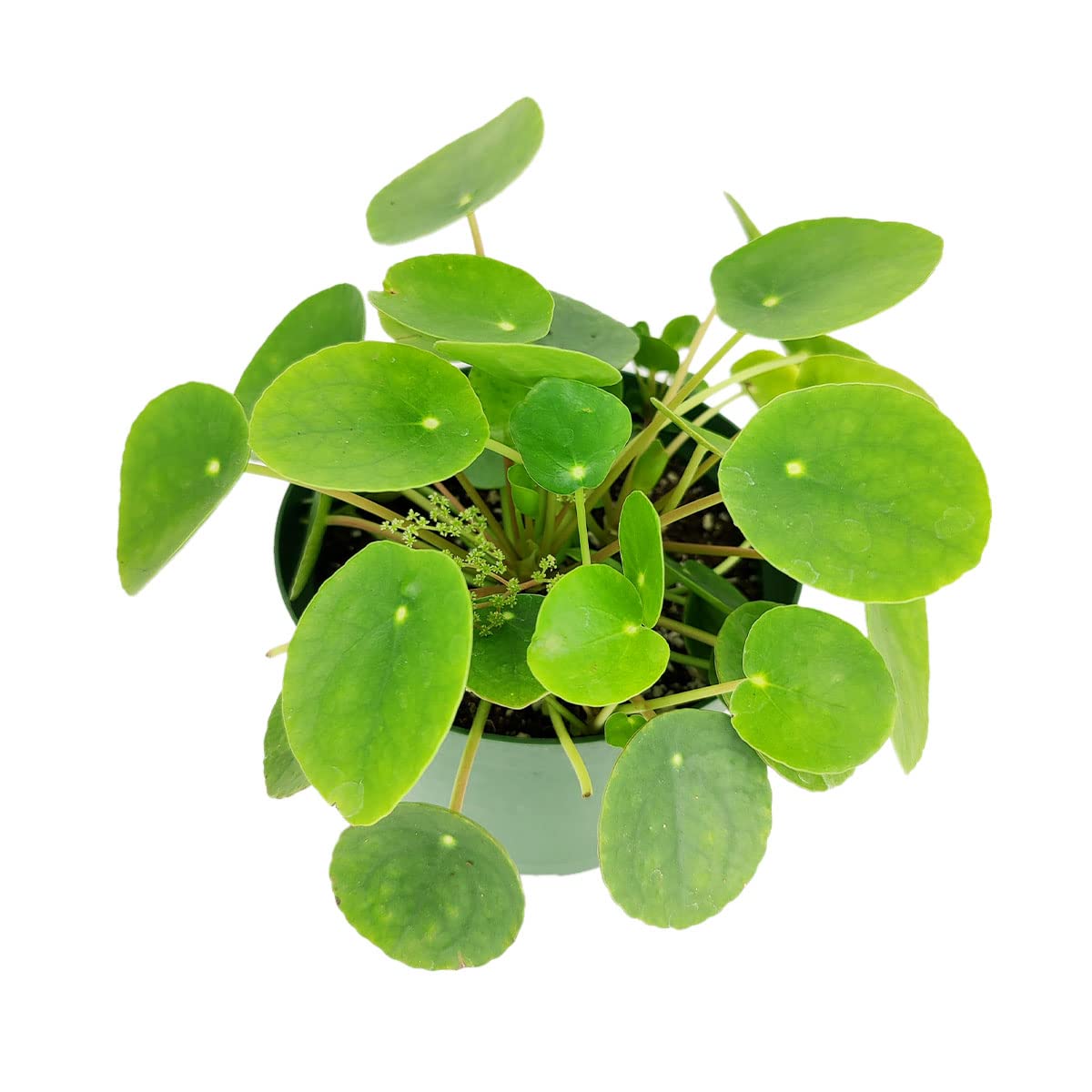 Pilea Peperomioides (4" Grower Pot) - Air-Purifying Bright Light Houseplant - Easy to Care Houseplant Decoration for Office and Apartment