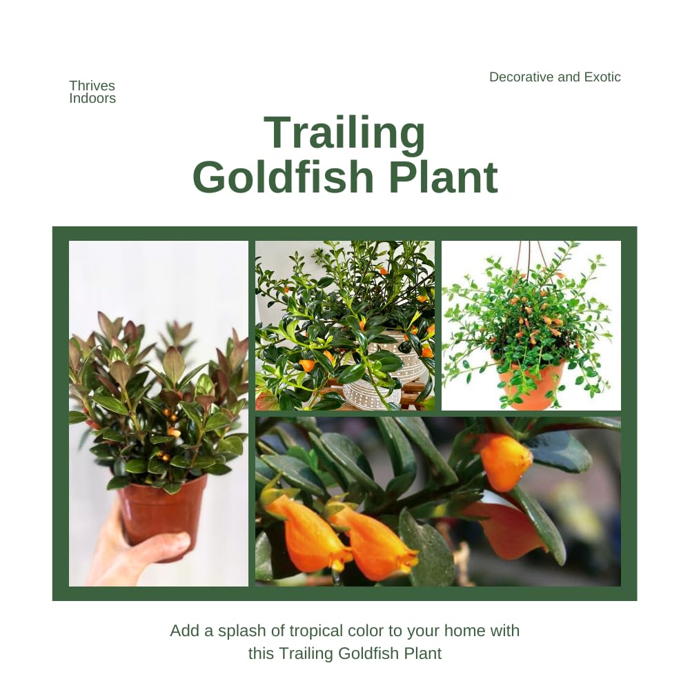 Trailing Goldfish Plant Live Potted 4 Inc, Tropical Goldfish Plant for Hanging Basket, Houseplant Indoor Live Plant