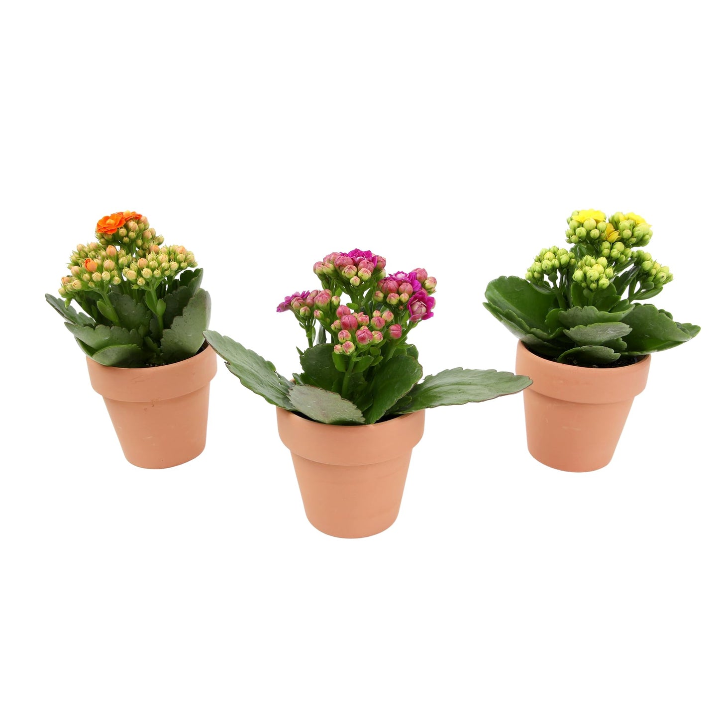Kalanchoe Flower Plants 3PK in Terracotta Pots, Desk Plant Decor, Live Succulent Gifts for Plant Lovers, Kalanchoe Plants Live Houseplants, Live Succulents Plants Live Flowers by Plants for Pets