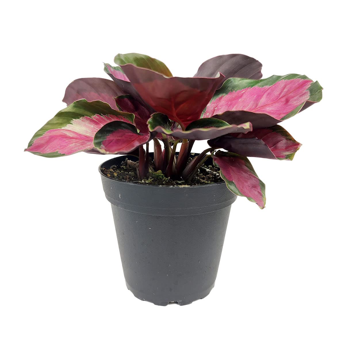 Calathea Rosy - Calathea Roseopicta (4" + Plastic Pot) - Pink Prayer Plant - Tropical Houseplants for Home Decoration